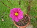 cosmos